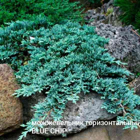 Можжевельни горизонтальный BLUE CHIP Донецк
