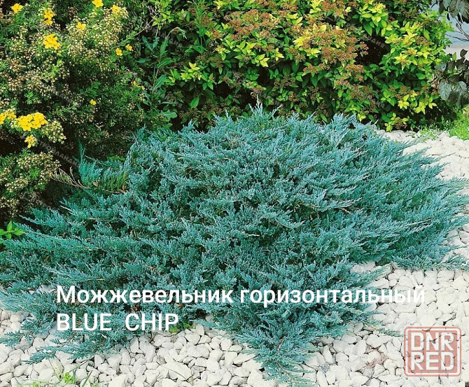 Можжевельни горизонтальный BLUE CHIP Донецк - изображение 1
