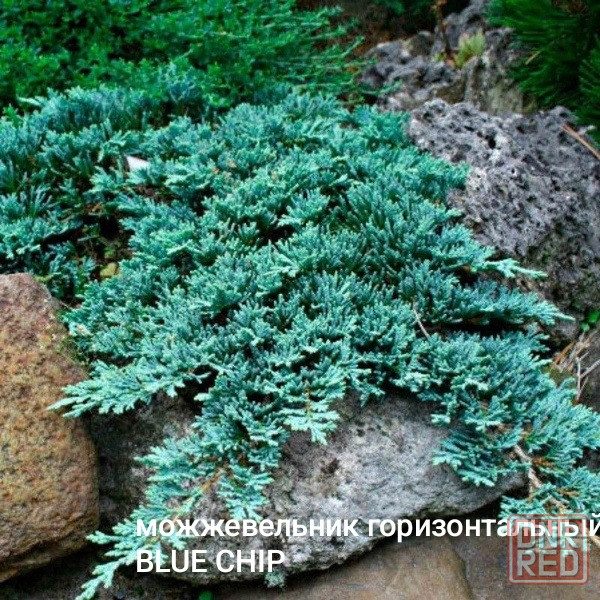 Можжевельни горизонтальный BLUE CHIP Донецк - изображение 2