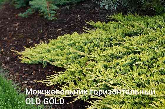 Можевельник горизонтальный OLD GOLD Донецк
