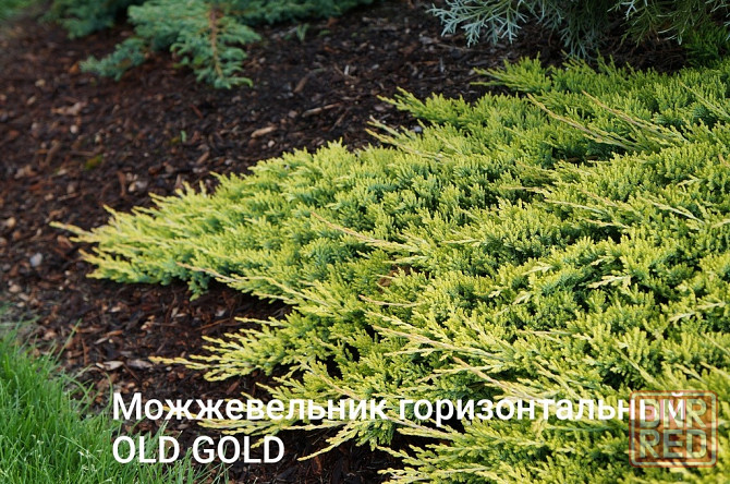 Можевельник горизонтальный OLD GOLD Донецк - изображение 2
