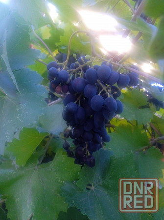 Продам винный виноград Донецк - изображение 2
