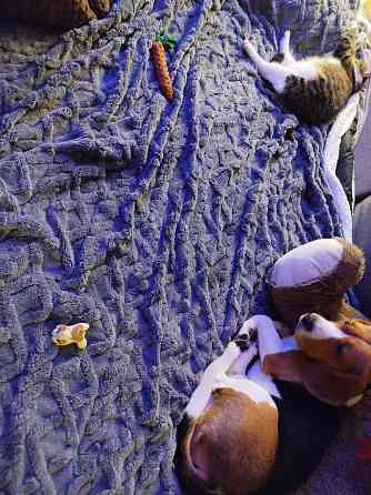 Передержка собак и кошек Донецк