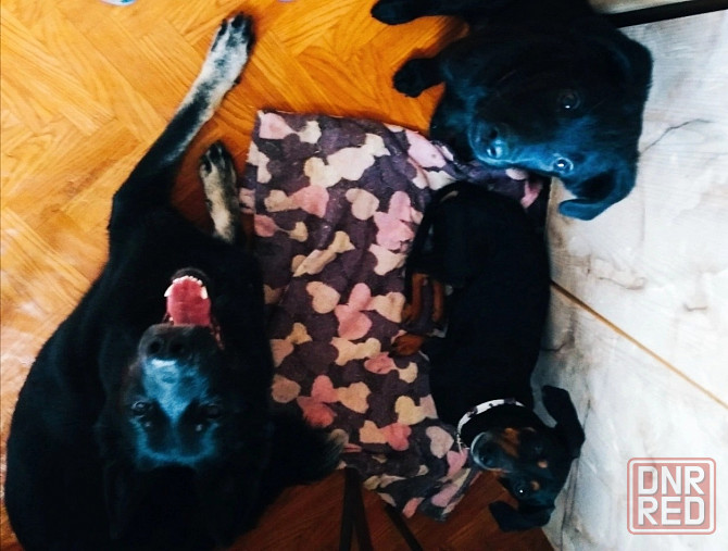 Передержка собак и кошек Донецк - изображение 1