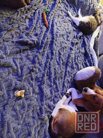 Передержка собак и кошек Донецк - изображение 2