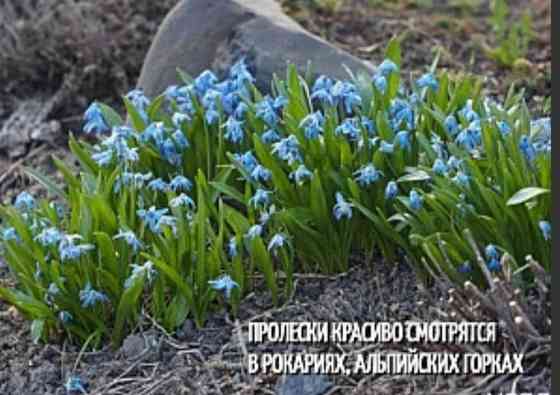 Пролиски Донецк