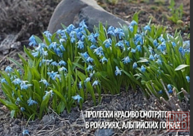Пролиски Донецк - изображение 1