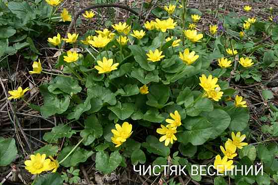 Чистяк весенний Донецк