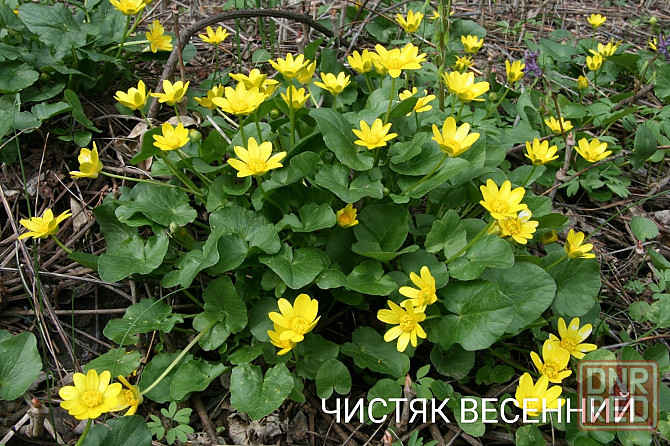 Чистяк весенний Донецк - изображение 1