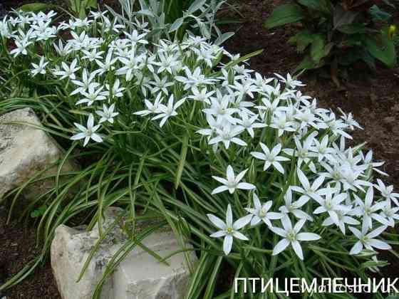 Птицемлечник Донецк