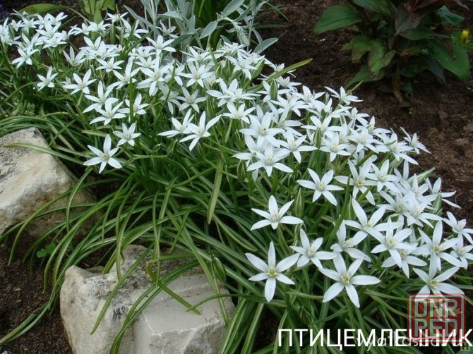 Птицемлечник Донецк - изображение 1