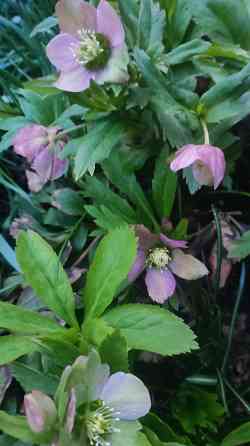 Морозник Донецк