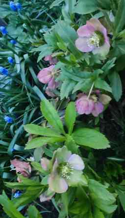 Морозник Донецк