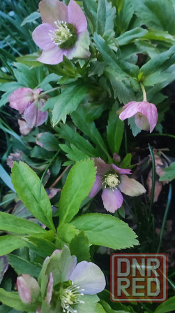 Морозник Донецк - изображение 1