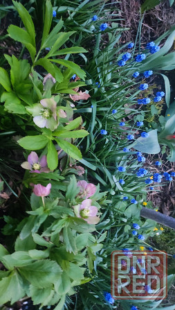 Морозник Донецк - изображение 3