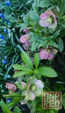 Морозник Донецк - изображение 2