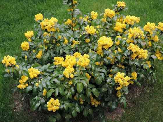 Магония Донецк