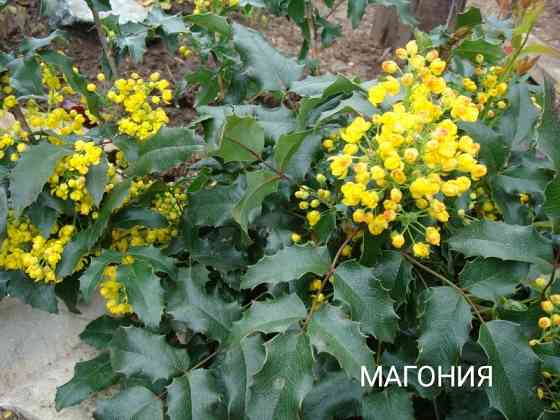 Магония Донецк