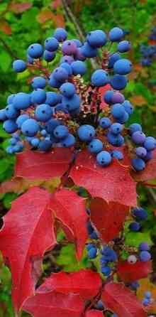 Магония Донецк