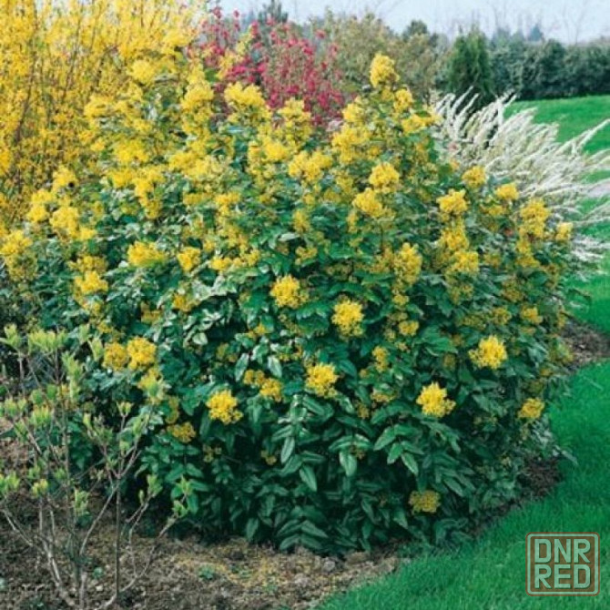 Магония Донецк - изображение 3