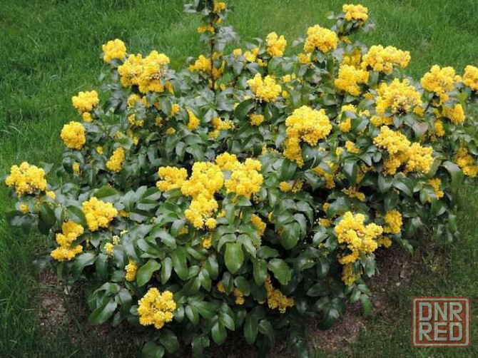 Магония Донецк - изображение 2