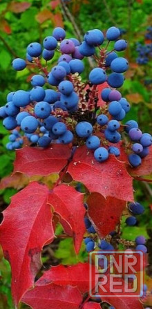 Магония Донецк - изображение 5