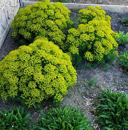 Молочай кипарисовый Донецк