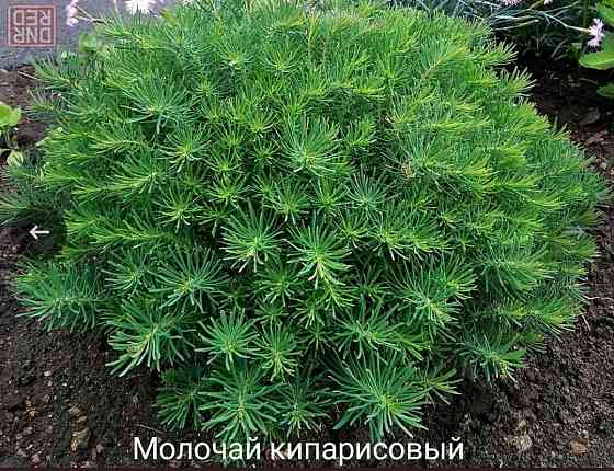 Молочай кипарисовый Донецк