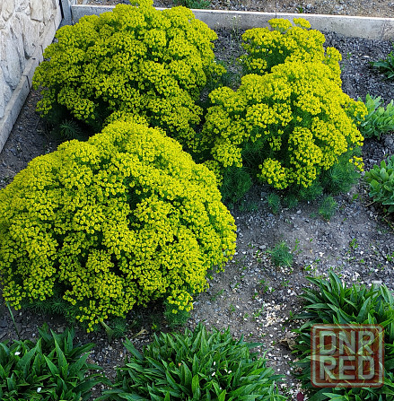 Молочай кипарисовый Донецк - изображение 1