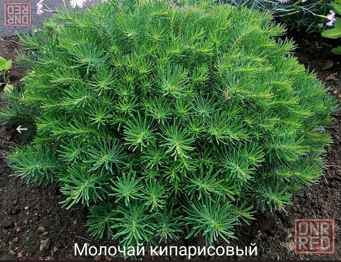 Молочай кипарисовый Донецк - изображение 2