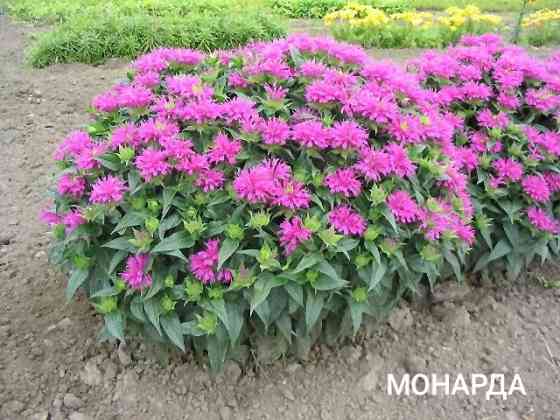 Монарда,,дикий бергамот Донецк