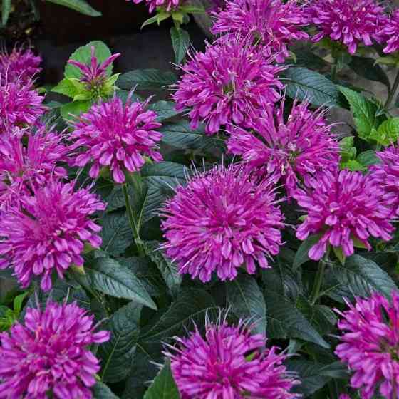 Монарда,,дикий бергамот Донецк