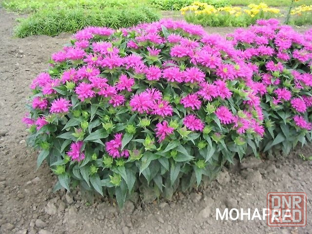 Монарда,,дикий бергамот Донецк - изображение 2