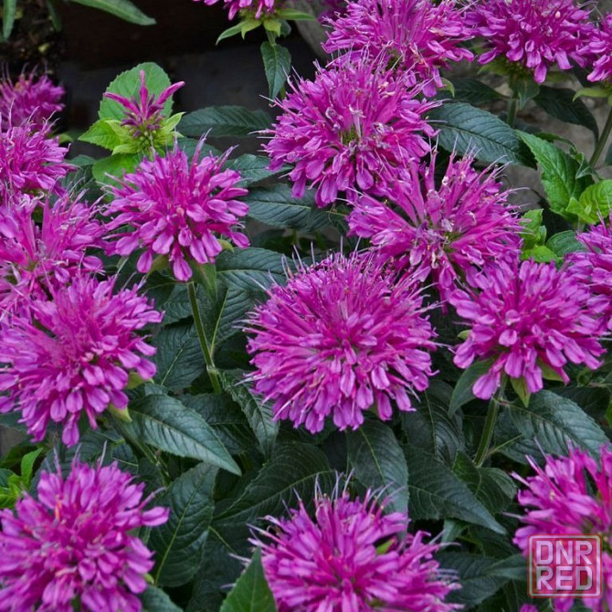 Монарда,,дикий бергамот Донецк - изображение 1