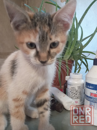 Котята в добрые руки Донецк - изображение 1