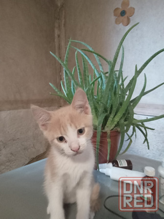 Котята в добрые руки Донецк - изображение 2