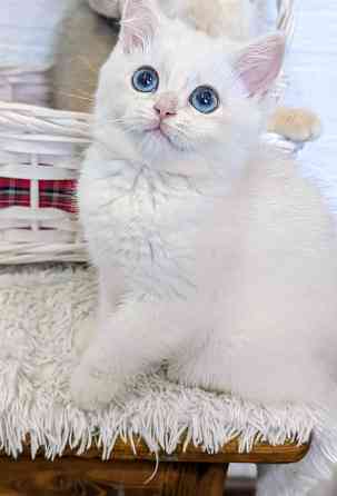 шикарные котята Макеевка