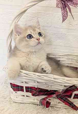 шикарные котята Макеевка