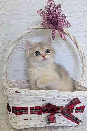 шикарные котята Макеевка