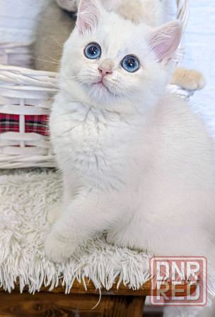 шикарные котята Макеевка - изображение 1