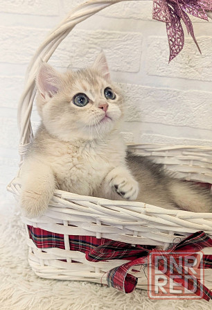 шикарные котята Макеевка - изображение 2