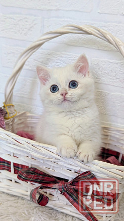 шикарные котята Макеевка - изображение 4
