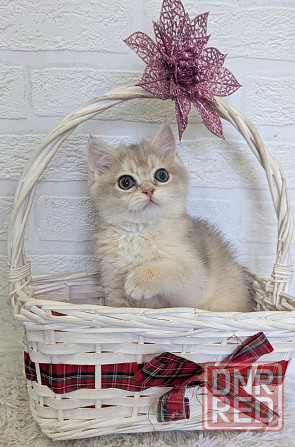 шикарные котята Макеевка - изображение 3