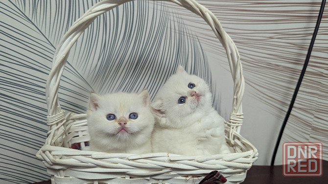 Открыт резерв шикарные котята Макеевка - изображение 5