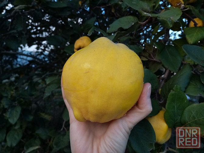 Айва Отличница саженцы Донецк - изображение 1