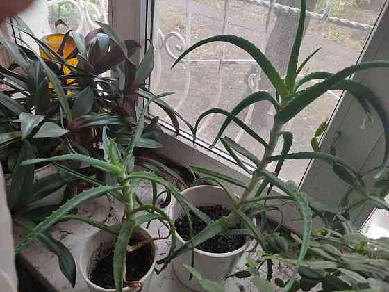 Алое комнатное Донецк