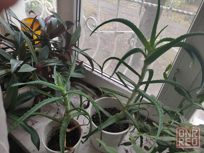 Алое комнатное Донецк - изображение 1