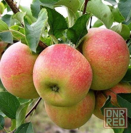 Яблоня саженцы Донецк - изображение 1