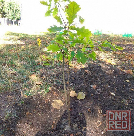 Дуб саженцы Донецк - изображение 1