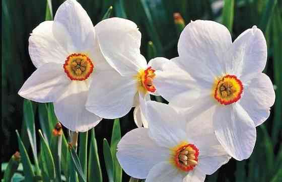 Нарцисс белый Донецк